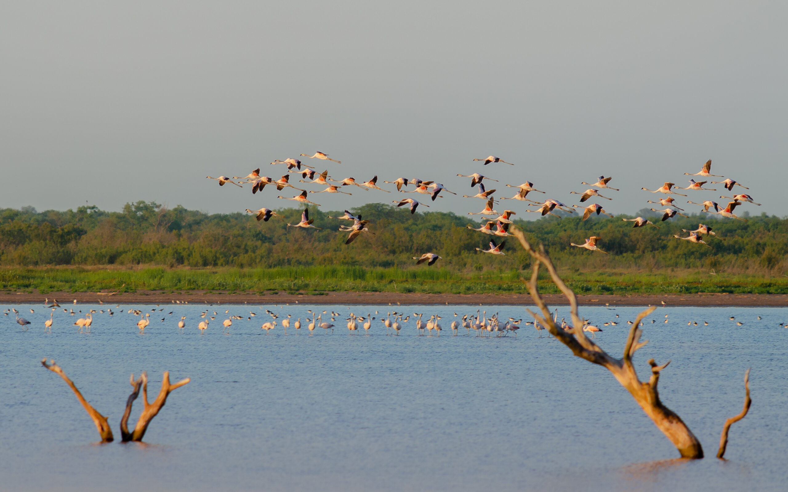 Flamencos australes volado1